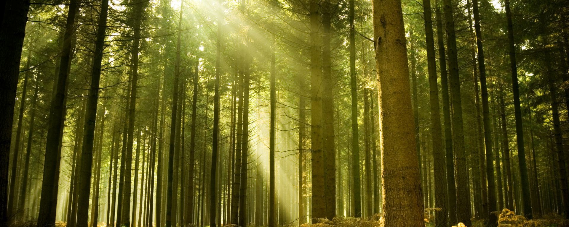 Scierie du Plateau Jurassien - Bois du Jura
